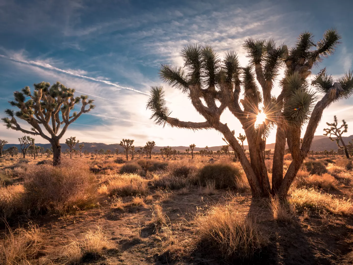 Are Dogs Allowed In Joshua Tree